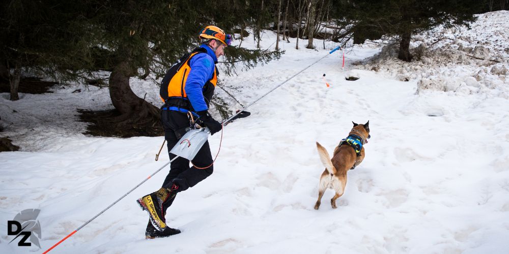 Les chiens d'avalanche - defense-zone.com