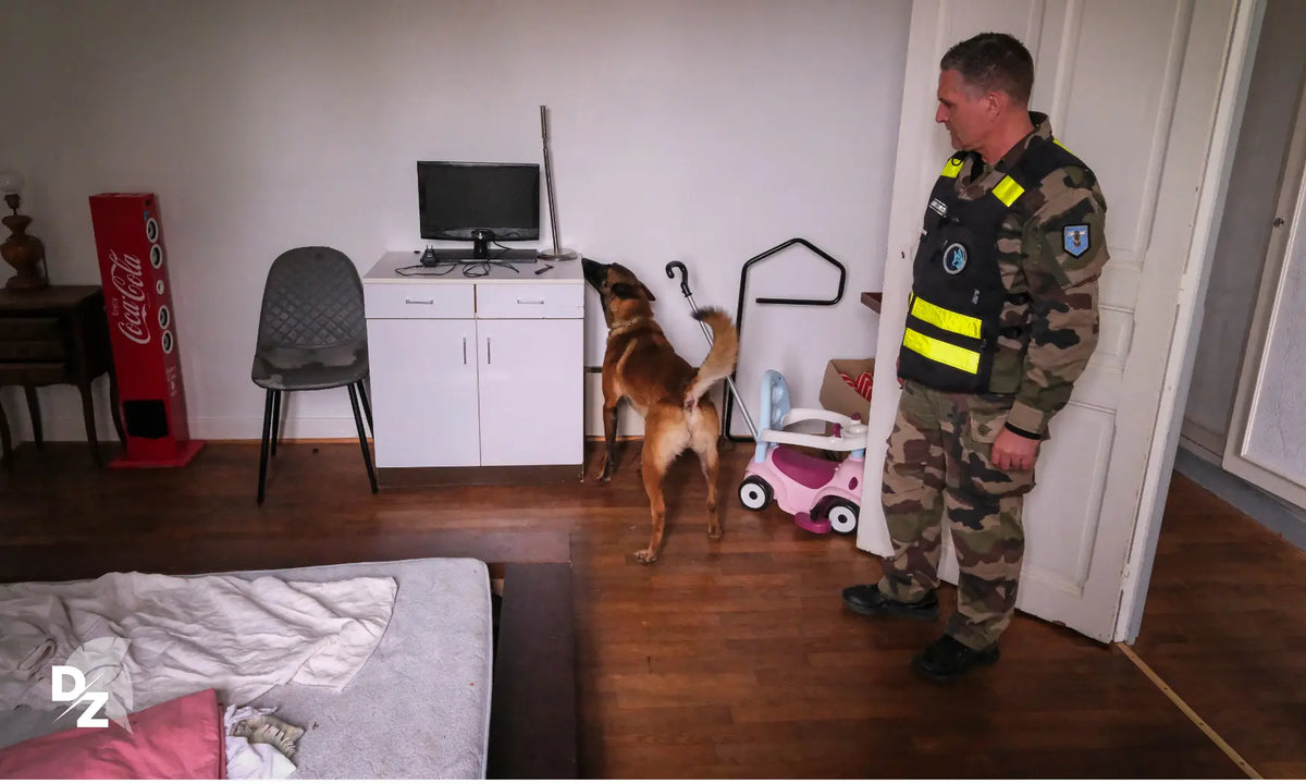 E-dog : les nouveaux chiens gendarmes qui flairent les clés USB defense-zone.com