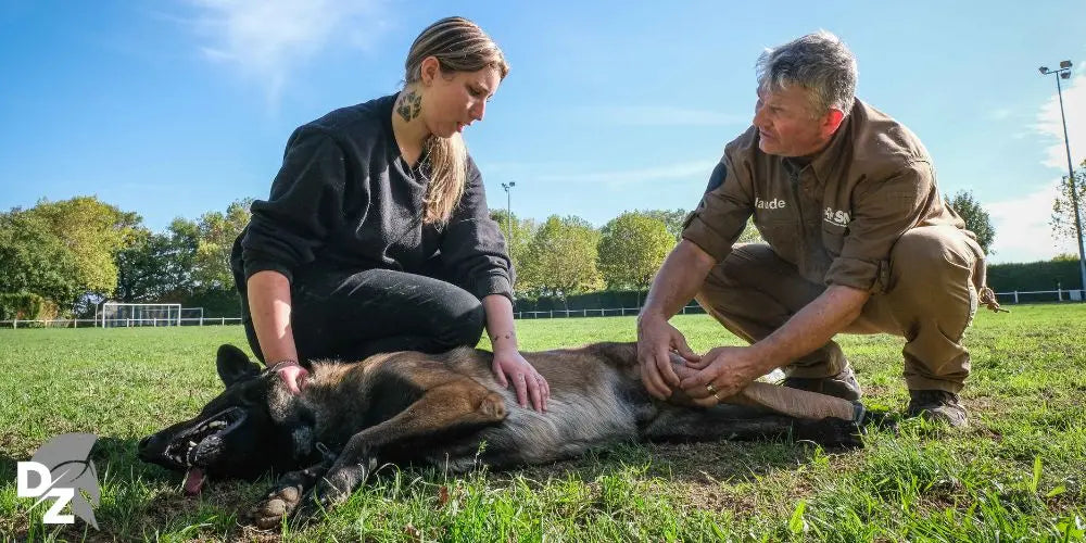 Se-former-au-secourisme-canin defense-zone.com