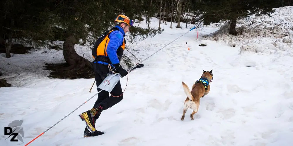 Les chiens d'avalanche defense-zone.com